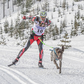 Nella foto di Massimo Mazzasogni, Francesco Fait con Ginevra, binomio vincitore in Skijoring al Cortina International Trial 2021