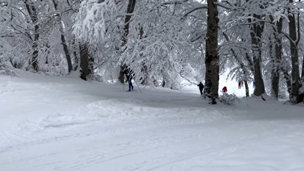 Bosco di Sant'Antonio